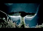 Spore Rain (mushrooms reproduction) | Recurso educativo 688734
