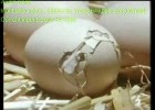 El nacimiento de un pollito | Recurso educativo 726026