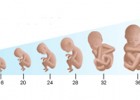 Creixement del fetus de les 8 a les 40 setmanes | Recurso educativo 728377