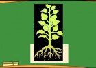 ¿Qué partes tiene una planta? ¿Qué es la fotosintesis? - Aula365 | Recurso educativo 729576