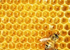 Cera de abeja. | Recurso educativo 730458