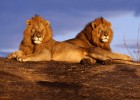 Fotografía: leones para calcular dobles | Recurso educativo 730582