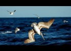 Pelicans pescant | Recurso educativo 731053