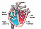 Kids' Health - Topics - Your heart | Recurso educativo 731425