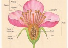 Parts d'una flor | Recurso educativo 726938