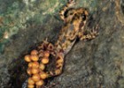 Ferreret, espècie endèmica de Mallorca | Recurso educativo 733344