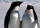 Antarctica Facts - Fun Facts About the Antarctic and South Pole | Recurso educativo 732498