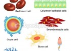 Anatomía de células humanas | Recurso educativo 688727