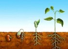 Crecimiento de una planta con semillas | Recurso educativo 734448