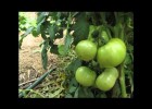 Crecimiento de una tomatera | Recurso educativo 734453