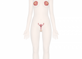 Female Reproductive System | Recurso educativo 734471