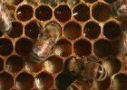 Colmena de abejas | Recurso educativo 677406