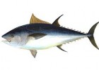 Atlantic bluefin tuna - Wikipedia, the free encyclopedia | Recurso educativo 735044