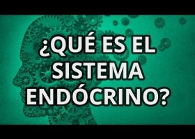 ¿Qué es el Sistema Endócrino? | Recurso educativo 736090