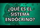 ¿Qué es el Sistema Endócrino? | Recurso educativo 736090