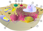 La cèl·lula | Recurso educativo 736729