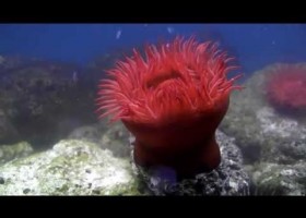 Actinia equina (tomate de mar) | Recurso educativo 737806