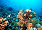Arrecifes de coral y factores que los amenazan | Recurso educativo 737812