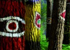 Intervención artística en el bosque de Oma | Recurso educativo 738834