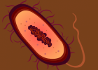 bacteria cell tutorial | Recurso educativo 738600