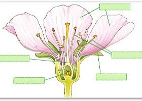 Parts d'una flor per completar | Recurso educativo 739498