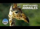 Adaptaciones animales | Recurso educativo 739708