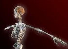 O esqueleto humano | Recurso educativo 741020