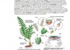 Regne plantes. Molses i falgueres | Recurso educativo 741814