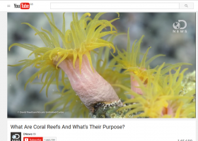 What Are Coral Reefs And What's Their Purpose? | Recurso educativo 741935
