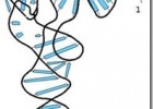 Ácido ribonucleico o ARN | La guía de Biología | Recurso educativo 742084