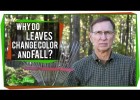 Why Do Leaves Change Color and Fall? | Recurso educativo 742633