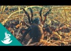 Els sentits animals més desenvolupats (documental complet) | Recurso educativo 743382