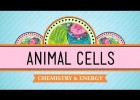 Eukaryopolis - The City of Animal Cells: Crash Course Biology #4 | Recurso educativo 745516