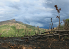 Deforestation Effects, Causes, And Examples: Top 10 List | Recurso educativo 736617