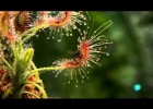 Drosera - Plantas carnívoras | Recurso educativo 746893