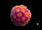 Granos de polen al microscopio electrónico. | Recurso educativo 746591