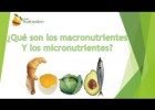 Macronutrientes y Micronutrientes | Recurso educativo 752091