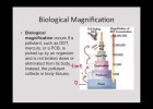 Biomagnificació | Recurso educativo 752266