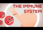 Cómo actúa el sistema inmune ante una infección | Recurso educativo 753423