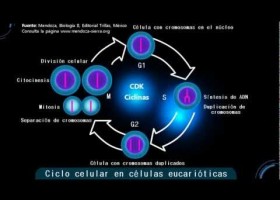 El cicle cel·lular | Recurso educativo 758380