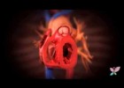 Aparell circulatori humà | Recurso educativo 759431