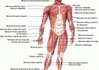 Músculos humanos - Saludalia.com | Recurso educativo 760299