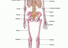 Esqueleto humano - Saludalia.com | Recurso educativo 760338