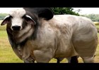 8 Razas de Vacas Que No Sabías Que Existían | Recurso educativo 763405
