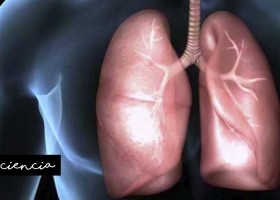 Anatomía de los pulmones | Recurso educativo 768071