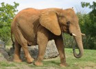 Elefante | Recurso educativo 769264