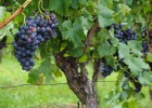 Picture of a vine | Recurso educativo 769272