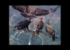 El vuelo del águila imperial | Recurso educativo 769630