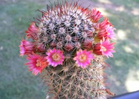 Cactus' flowers | Recurso educativo 770537