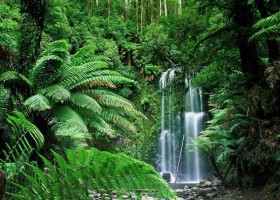 Bosque tropical lluvioso | Recurso educativo 686452